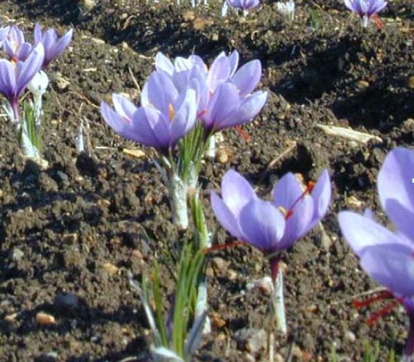 Saffron Flowers in Field Crocus Sativus