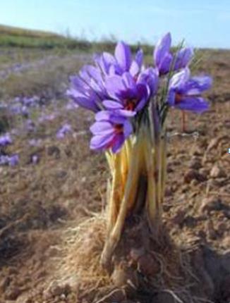 Saffron Plant Crocus Sativus