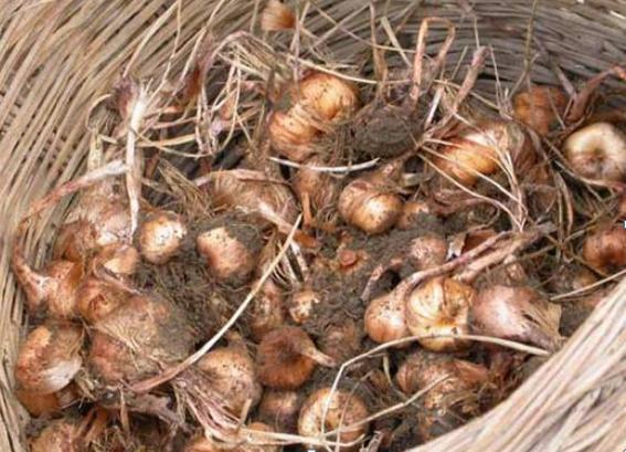 Saffron bulbs before cleaning Crocus Sativus