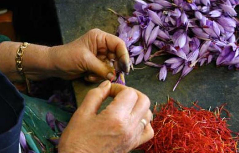 Separazione degli stimmi dai fiori chiusi Crocus Sativus